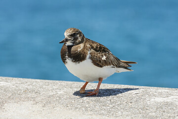 turnstone with injured leg