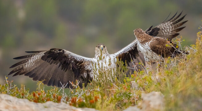 Bonelli&rsquo;s eagle spreading its wings in a natural habitat