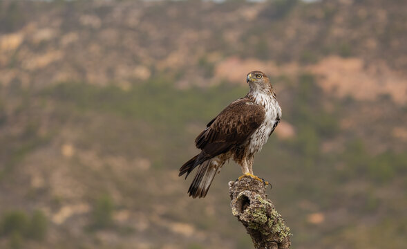Bonelli's eagle perched on a branch in natural habitat