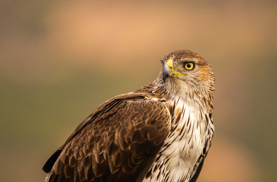Close-up view of a Bonelli's Eagle in natural backdrop
