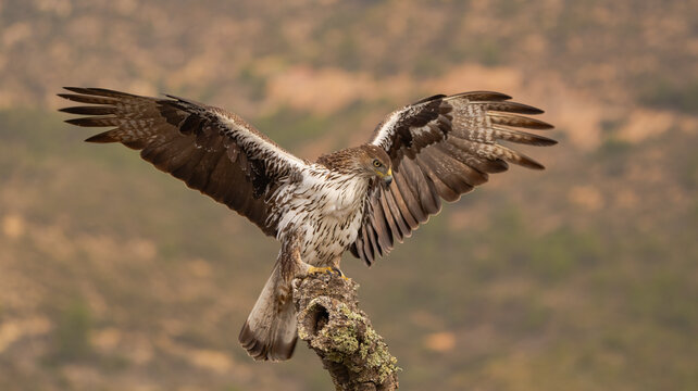 Majestic Bonelli&rsquo;s Eagle landing on a branch in nature