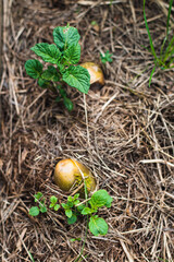 Potato above ground under mulch, growing, solanum tuberosum