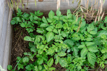 Potato above ground under mulch, growing, solanum tuberosum