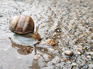 Grape garden snail crawling on asphalt after rain, space for text.