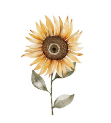 Obraz premium Watercolor illustration of orange sunflower flower isolated on white background.