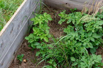 Potato above ground under mulch, growing, solanum tuberosum