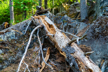 Forest Landscape with Fallen Tree and Rocky Terrain