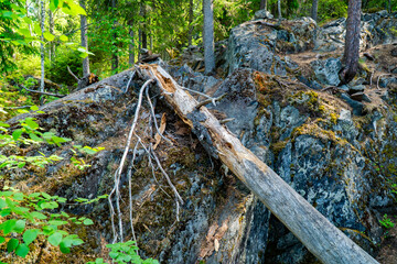 Forest Landscape with Fallen Tree and Rocky Terrain