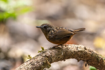 Streaked Wren-Babbler perched on a branch in the forest