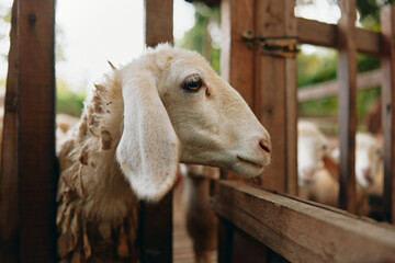 A close up of a sheep in a pen with other sheep in the background