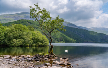 the circular walk around Llanberis lake , Snowdonia