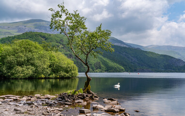 the circular walk around Llanberis lake , Snowdonia