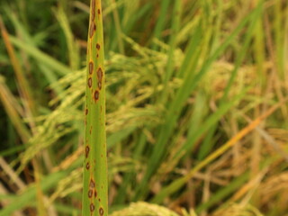 Selective pocus spot disease on rice leaves is caused by the fungus Drechslera oryzae (Cochliobolus miyabeanus)