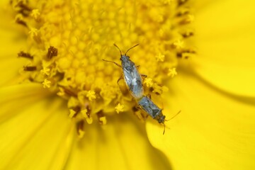 close-up of Nysius raphanus on yellow flowers