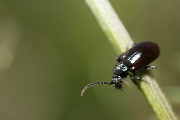 Altica is a large genus of flea beetles in the subfamily Galerucinae