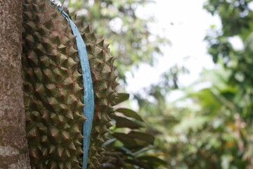 close up of Durian fruit hanging on branch