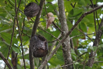 Red bull aluminium can energy drink with opened pop-tab close up
