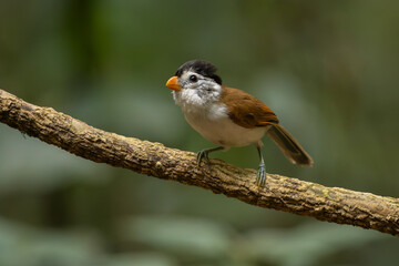Black-headed Parrotbil perched on a branch in the forest