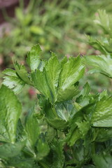 mint leaves in the garden