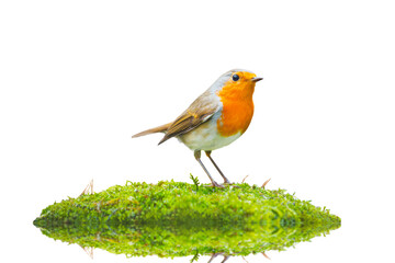 Fototapeta premium Robin on an island of green moss