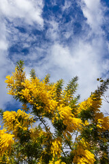 Branch of mimosa in town