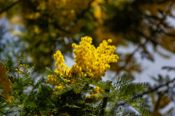 Branch of mimosa in town