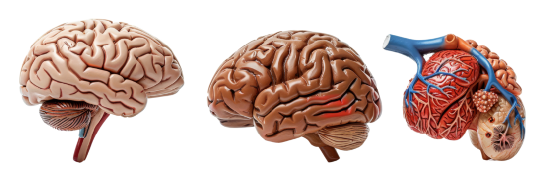 Medical Anatomy Organ Models Set of 3 with Brain, Liver, and Pancreas on White Background
