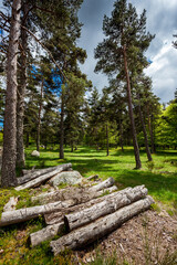 Scots pines in Lozère in France