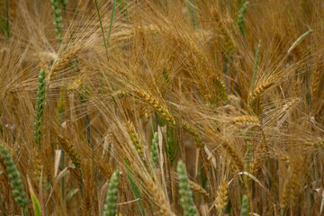 Kornfelder und Mohn in der Region Teutoburger Wald