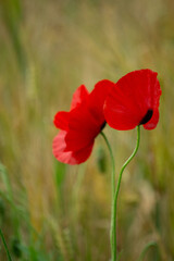 Kornfelder und Mohn in der Region Teutoburger Wald