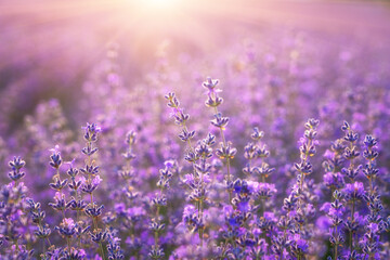 Blossoming lavender purple flowers on a field in gentle sunset light, amazing fragrant herb,...