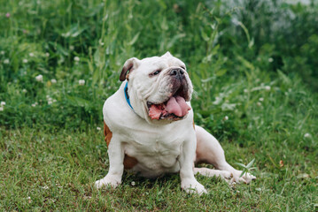 Obraz premium red and white English Bulldog lying on grass in park in sunny summer day, dogwalking concept