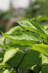 fresh basil leaves