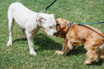 two dogs communicate at walk in park in sunny summer day, american bulldog and English cocker...