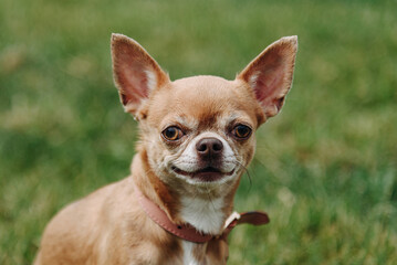 brown chihuahua sitting on green grass in park in sunny summer day, looking at camera, dogwalking concept