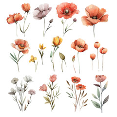 Vibrant Watercolor Poppies, Ideal for Spring and Summer Decorative Themes, Isolated on Transparent Background