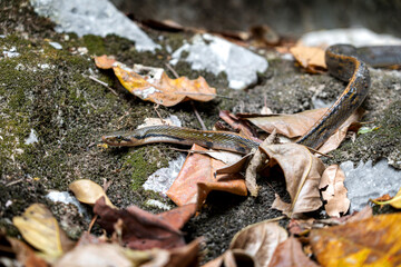 non-venomous snake. Black Copper Rat Snake - Coelognathus flavolineatus in the community forest of southern Thailand.