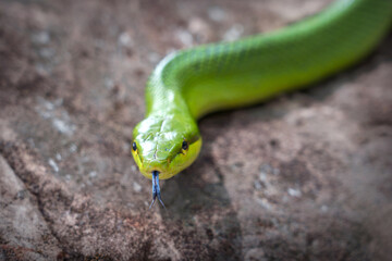 Snake's straight face Red-tailed Racer (Gonyosoma oxycephalum) and has a blue tongue on a rock in a forest park in Thailand.