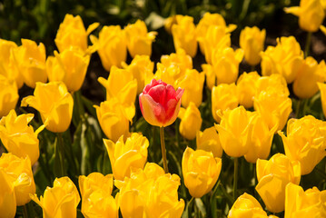 field of yellow tulips around one red tulip