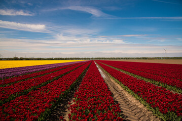 field of colorful tulips and blue sky