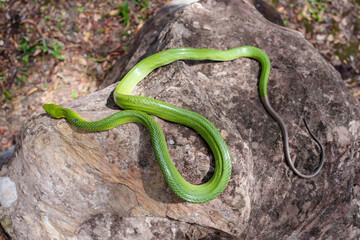 A harmless and non-venomous snake. Red-tailed Racer (Gonyosoma oxycephalum) on a rock in a forest park in Thailand.
