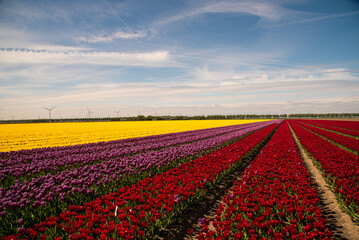 field of colorful tulips and blue sky