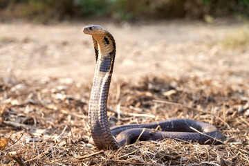 Monocled Cobra snake (Naja kaouthia) on the dry grass and the evening sun.