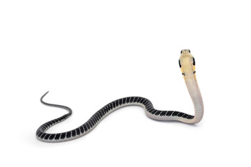 King of snakes. Baby king cobra snake - Ophiophagus bungarus from the forests of southern Thailand isolated on white background.