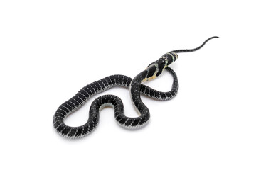 King of snakes. Back of Baby king cobra snake - Ophiophagus bungarus from the forests of southern Thailand isolated on white background.