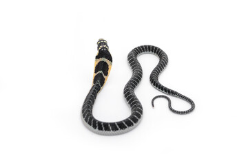 King of snakes. Back of Baby king cobra snake - Ophiophagus bungarus from the forests of southern...