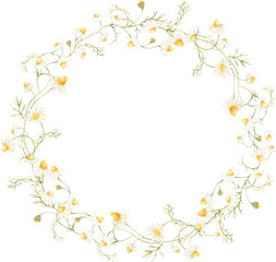 Delicate watercolor wreath with daisies flowers. Perfectly for greeting card design.