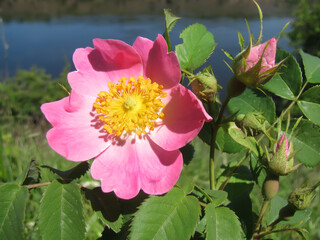 Wild rose