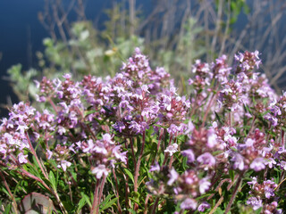 Purple-pink flowers of wild thyme