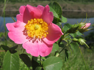 Wild rose